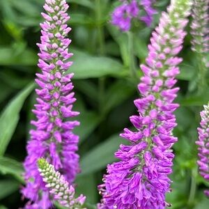 Vintage Love                                     Vibrant Purple Flowers Photo